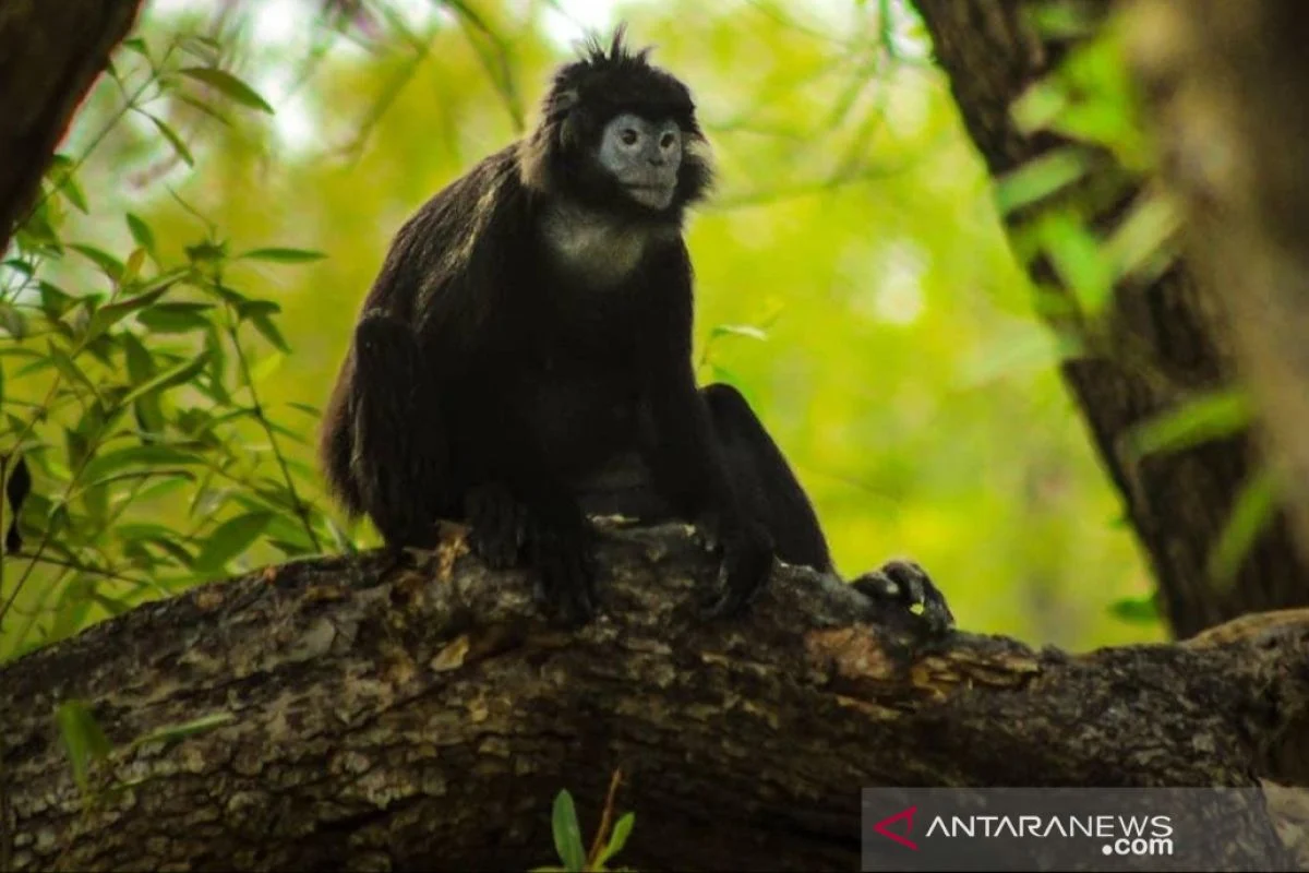 Lutung Jawa Tersengat Listrik di Semarang, Tangannya Nyaris Putus
